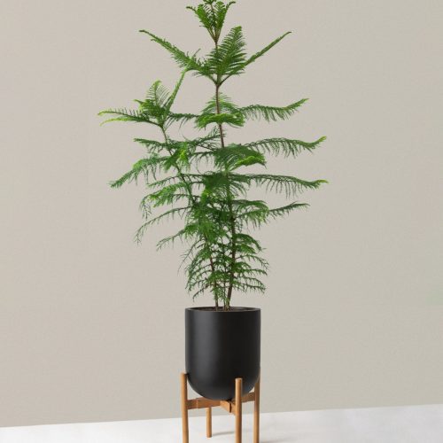 the sill XL Norfolk Island Pine XL Pallas plant stand dark bamboo black Variant