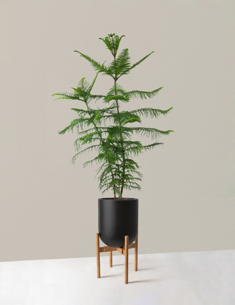 the sill XL Norfolk Island Pine XL Pallas plant stand dark bamboo black Variant