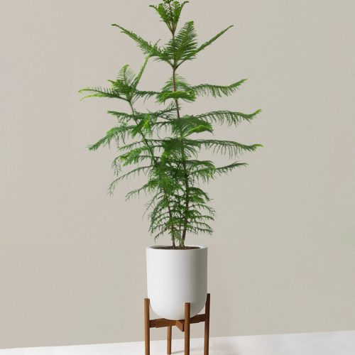 the sill XL Norfolk Island Pine XL Pallas plant stand dark bamboo cream Variant