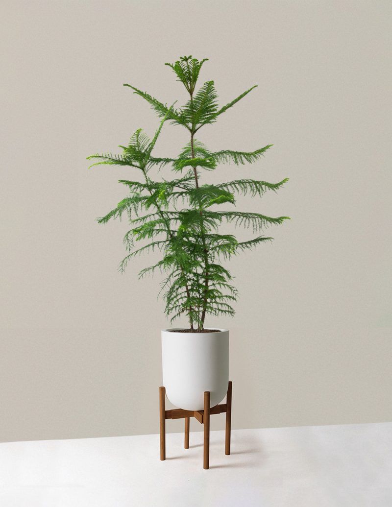 the sill XL Norfolk Island Pine XL Pallas plant stand dark bamboo cream Variant