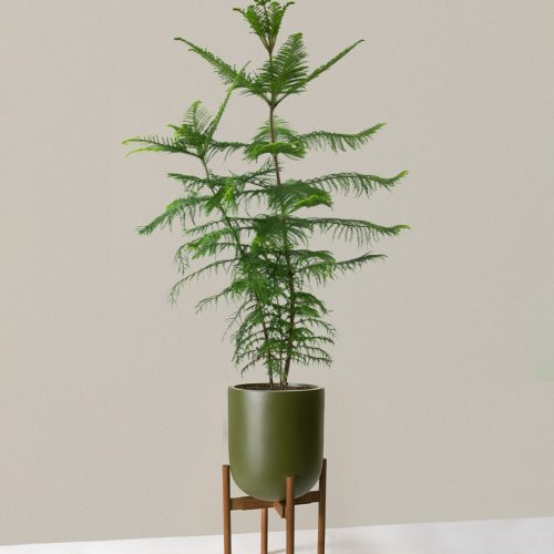 the sill XL Norfolk Island Pine XL Pallas plant stand dark bamboo green Variant