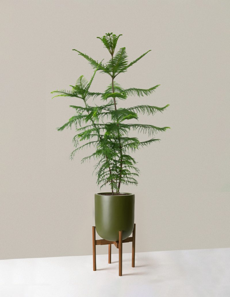 the sill XL Norfolk Island Pine XL Pallas plant stand dark bamboo green Variant