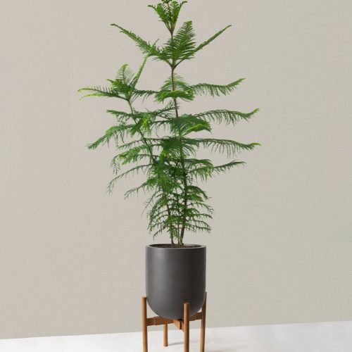 the sill XL Norfolk Island Pine XL Pallas plant stand dark bamboo grey Variant