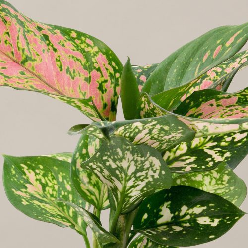 the sill aglaonema wishes gallery all