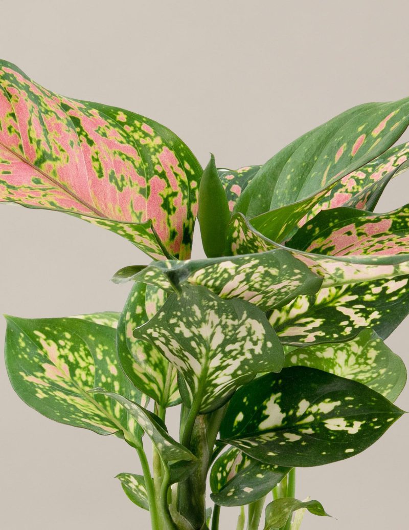 the sill aglaonema wishes gallery all