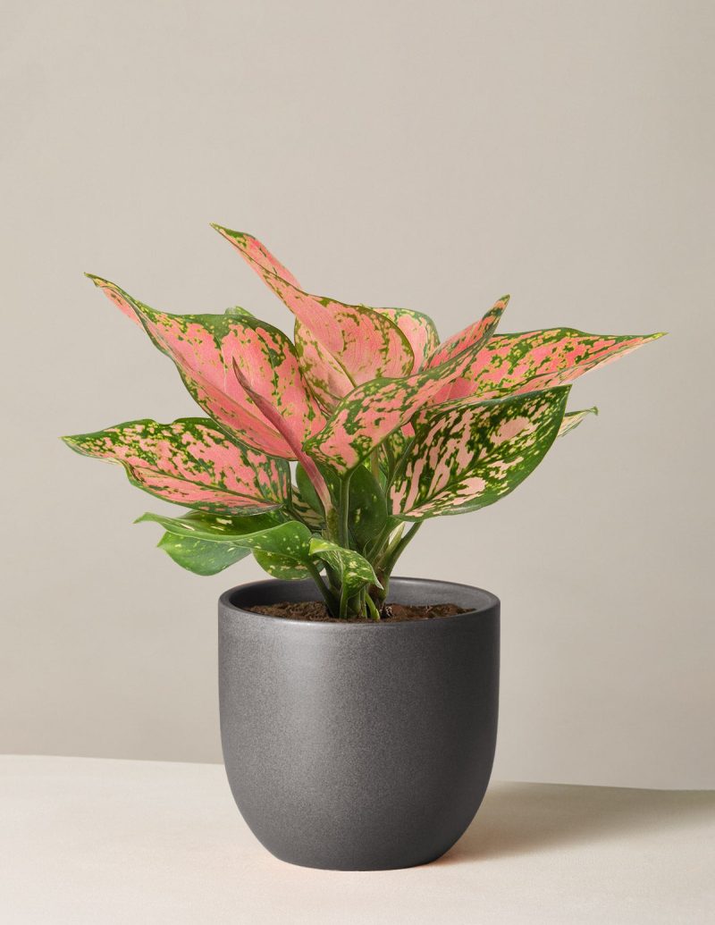 the sill aglaonema wishes medium grant black