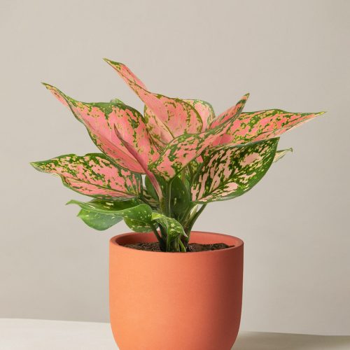 the sill aglaonema wishes medium grant terracotta