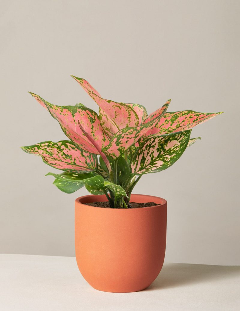 the sill aglaonema wishes medium grant terracotta