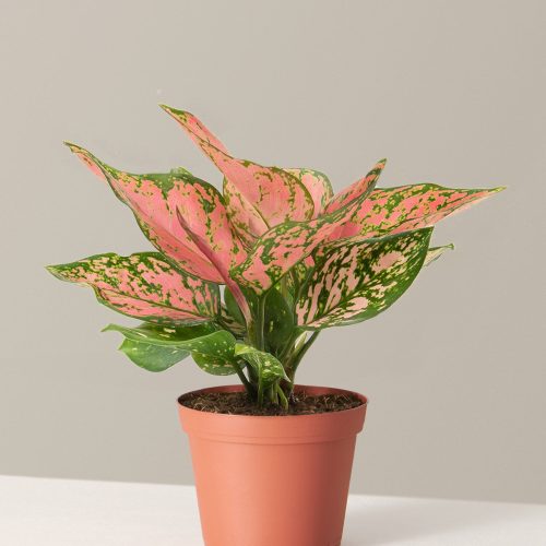 the sill aglaonema wishes medium grow pot none