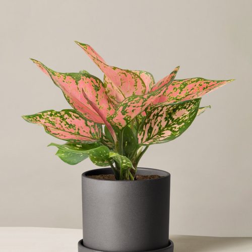 the sill aglaonema wishes medium hyde black