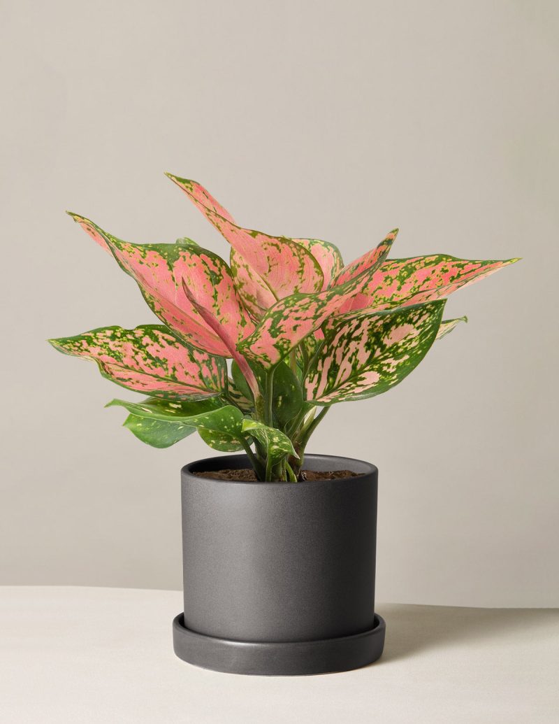 the sill aglaonema wishes medium hyde black