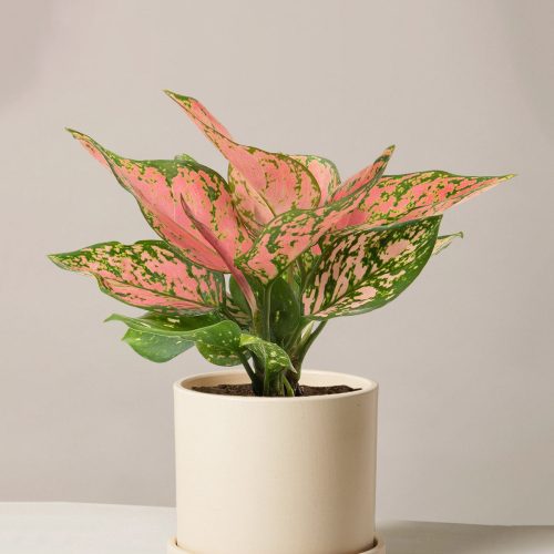 the sill aglaonema wishes medium hyde cream