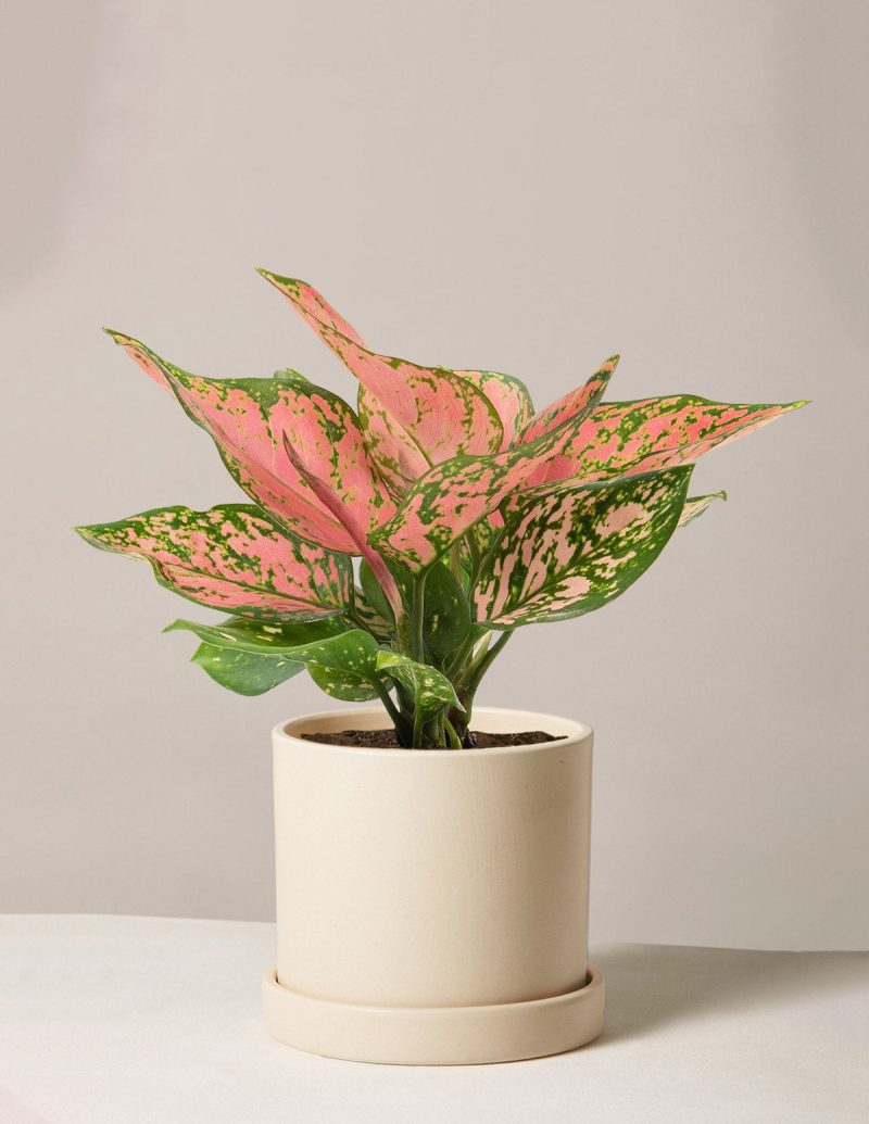 the sill aglaonema wishes medium hyde cream