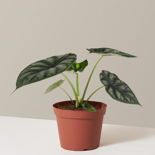 the sill alocasia dragon scale growpot Variant