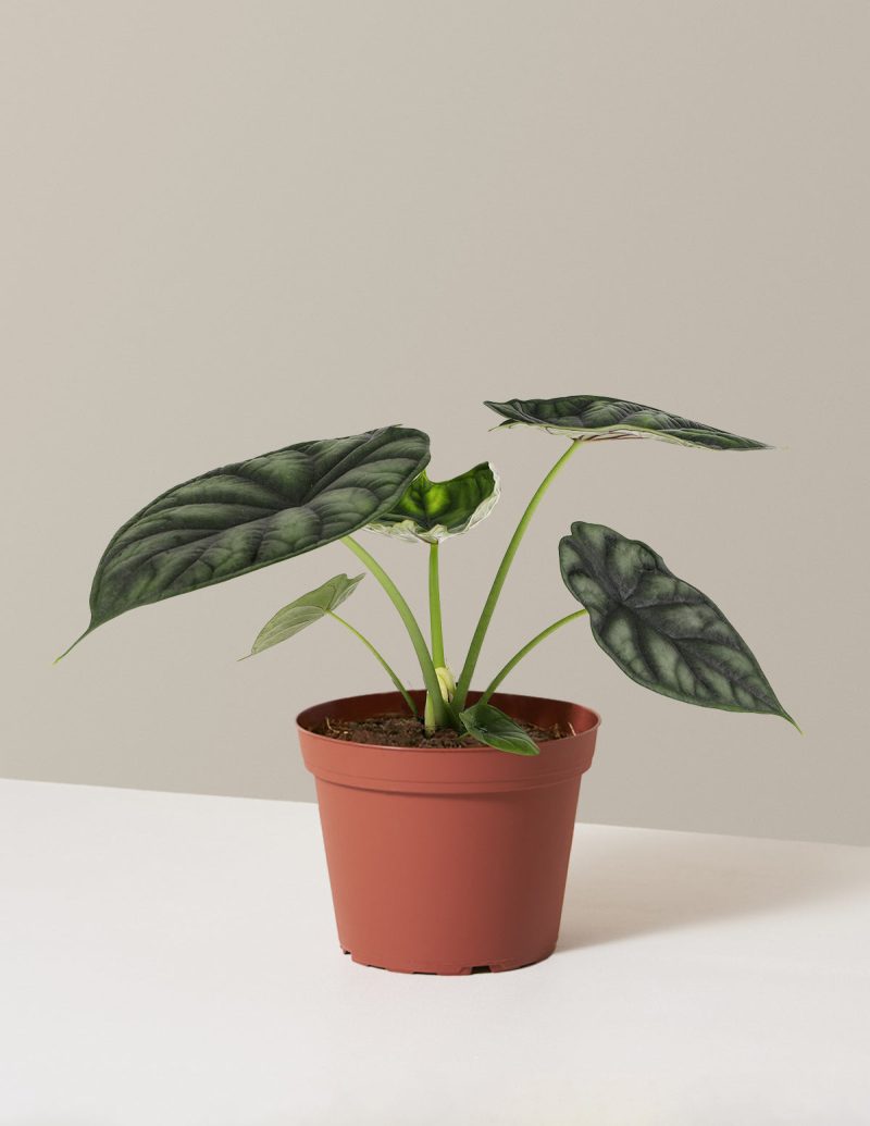 the sill alocasia dragon scale growpot Variant