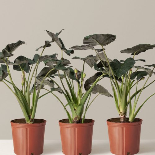 the sill alocasia regal shield large trio variant