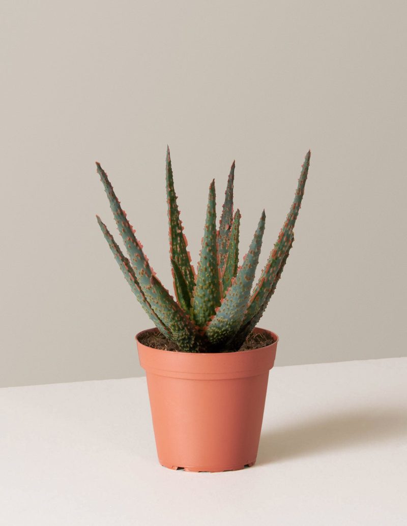 the sill aloe christmas carol small growpot