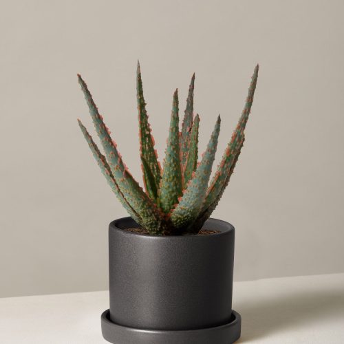 the sill aloe christmas carol small hyde black