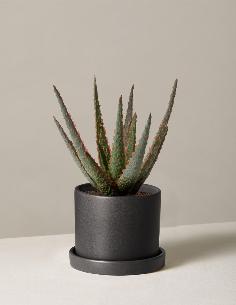 the sill aloe christmas carol small hyde black