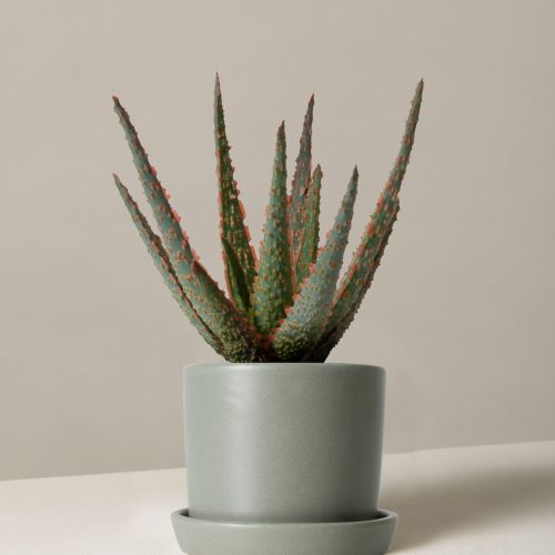 the sill aloe christmas carol small hyde stone