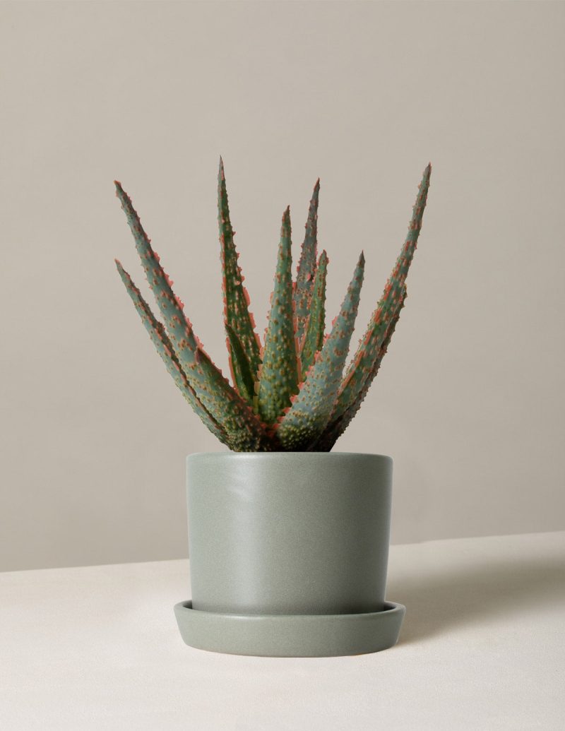 the sill aloe christmas carol small hyde stone