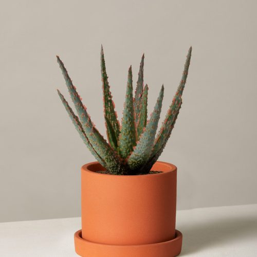 the sill aloe christmas carol small hyde terracotta