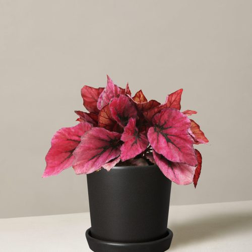 the sill begonia rex pink small bryant black variant