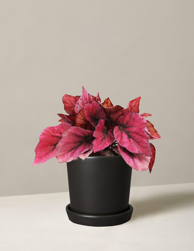 the sill begonia rex pink small bryant black variant