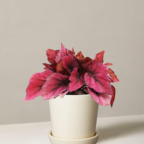 the sill begonia rex pink small bryant cream variant