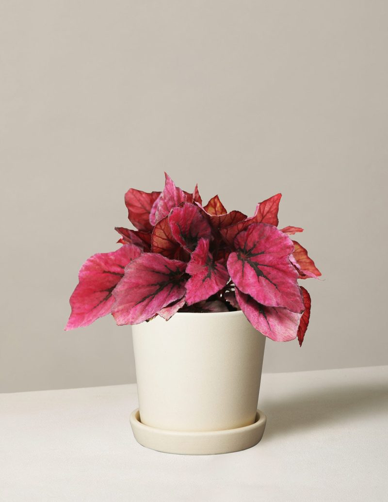 the sill begonia rex pink small bryant cream variant