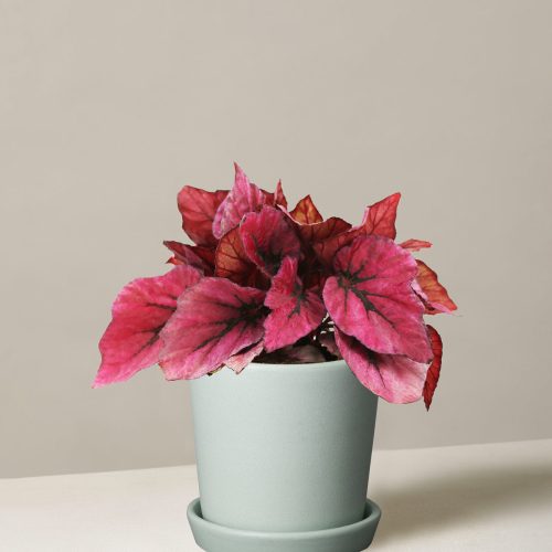 the sill begonia rex pink small bryant mint variant