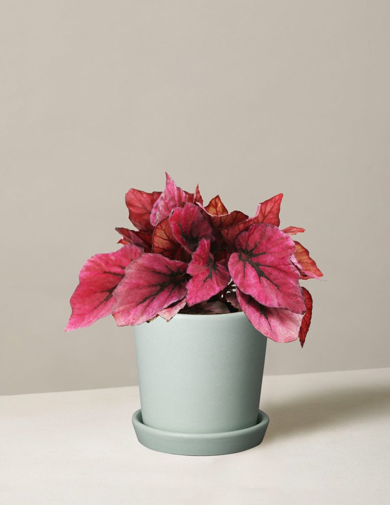 the sill begonia rex pink small bryant mint variant