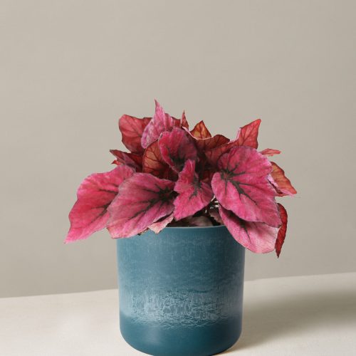 the sill begonia rex pink small upcycled blue variant