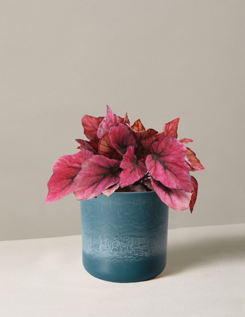 the sill begonia rex pink small upcycled blue variant