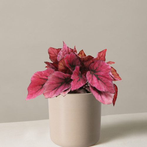 the sill begonia rex pink small upcycled cream variant