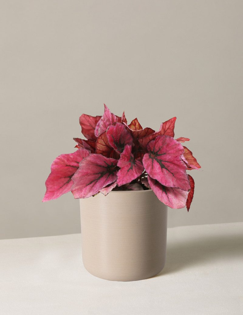 the sill begonia rex pink small upcycled cream variant