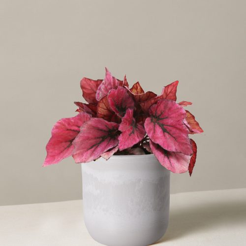 the sill begonia rex pink small upcycled stonewash variant