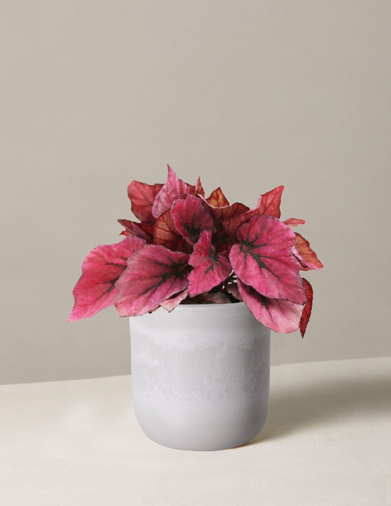 the sill begonia rex pink small upcycled stonewash variant