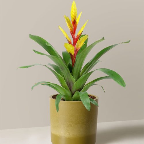 the sill bromeliad vriesea evita yellow Small Upcycled Avocado Variant