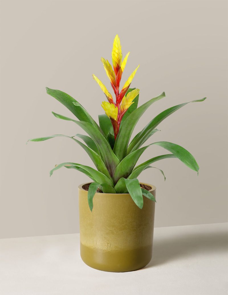 the sill bromeliad vriesea evita yellow Small Upcycled Avocado Variant