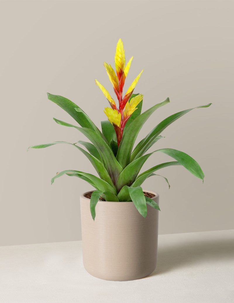 the sill bromeliad vriesea evita yellow Small Upcycled Cream Variant