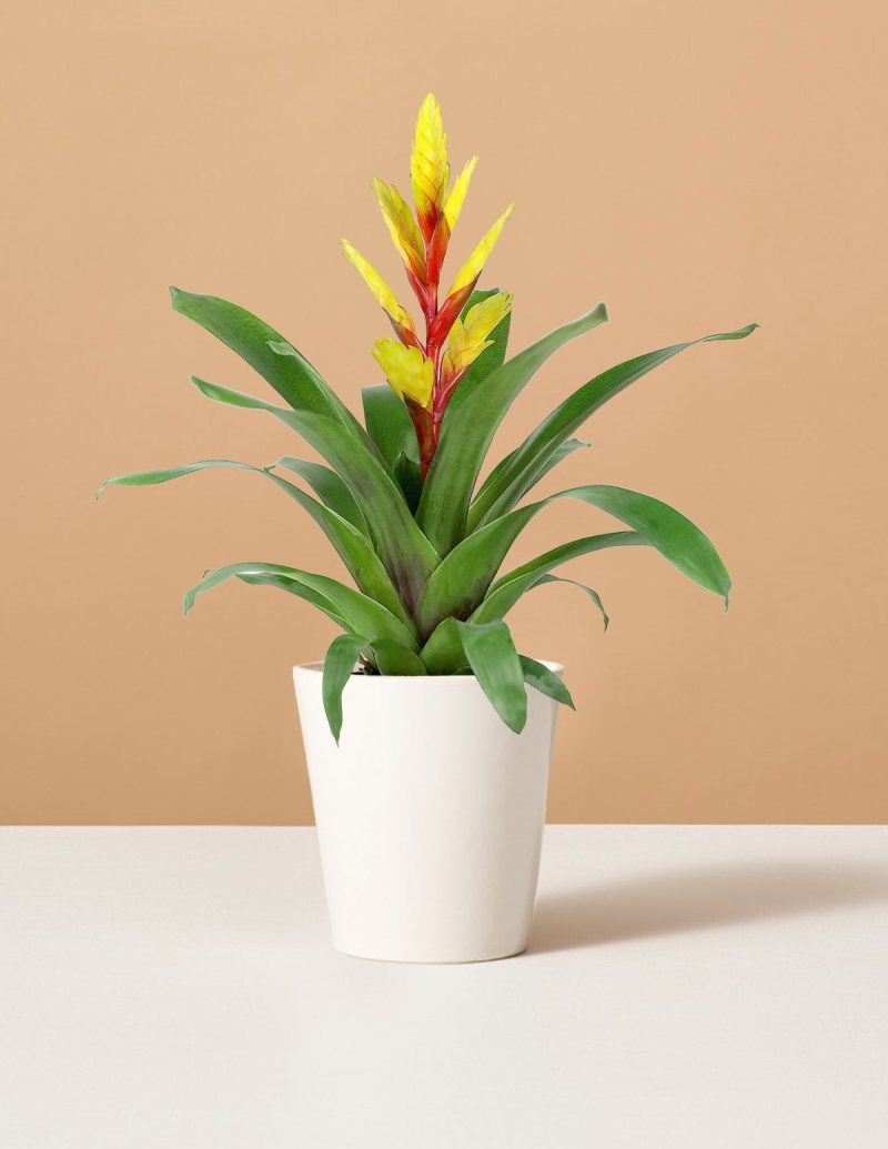 the sill bromeliad vriesea evita yellow small marianne white variant