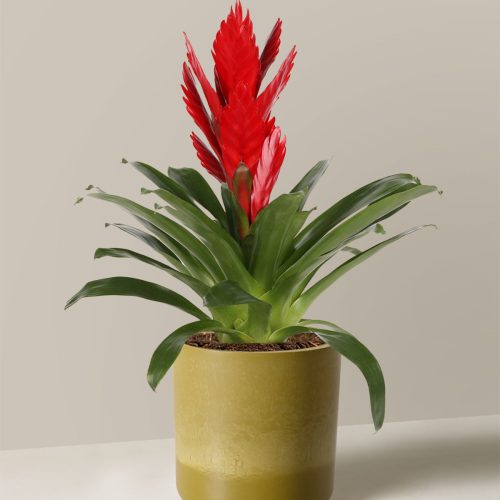 the sill bromeliad vriesea intenso red Small Upcycled Avocado Variant