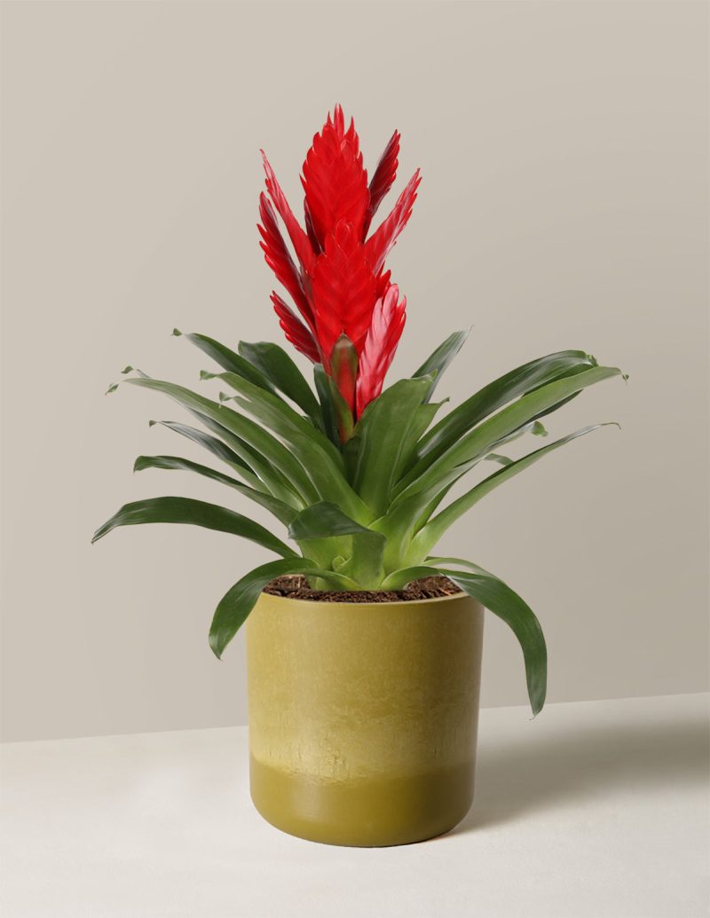 the sill bromeliad vriesea intenso red Small Upcycled Avocado Variant