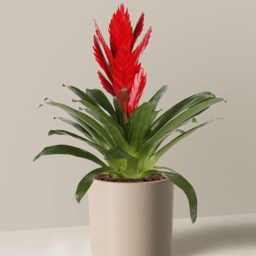 the sill bromeliad vriesea intenso red Small Upcycled Cream Variant