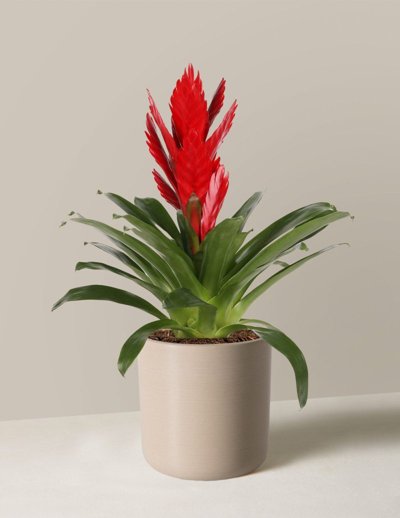 the sill bromeliad vriesea intenso red Small Upcycled Cream Variant