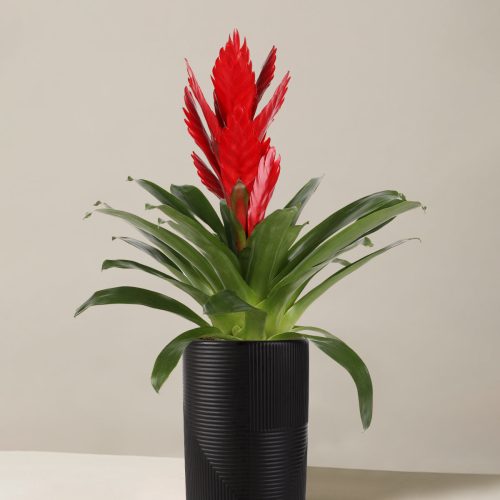 the sill bromeliad vriesea intenso red blackrockefeller