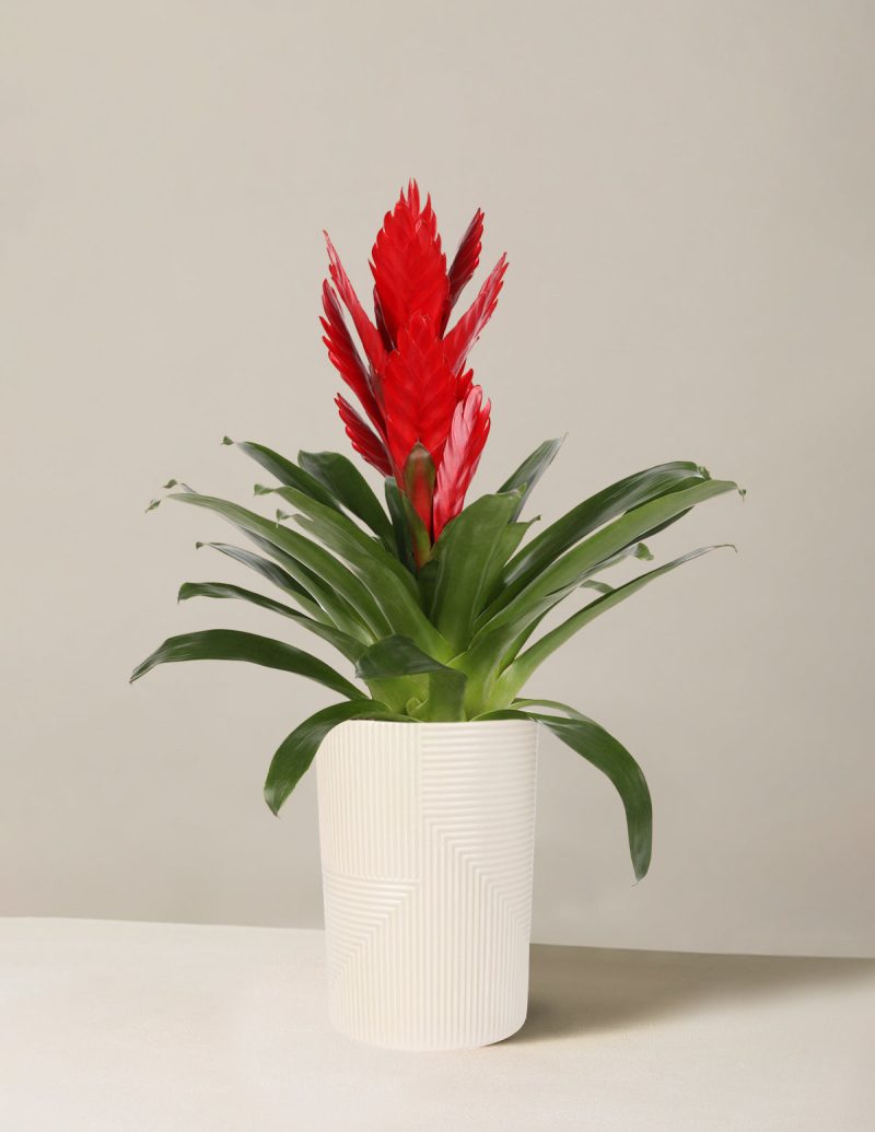 the sill bromeliad vriesea intenso red creamrockefeller