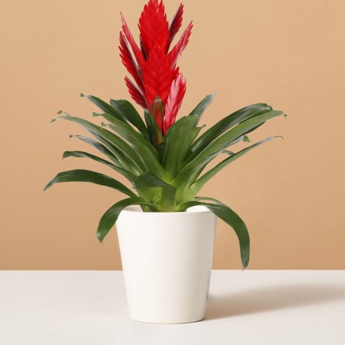 the sill bromeliad vriesea intenso red small marianne white variant