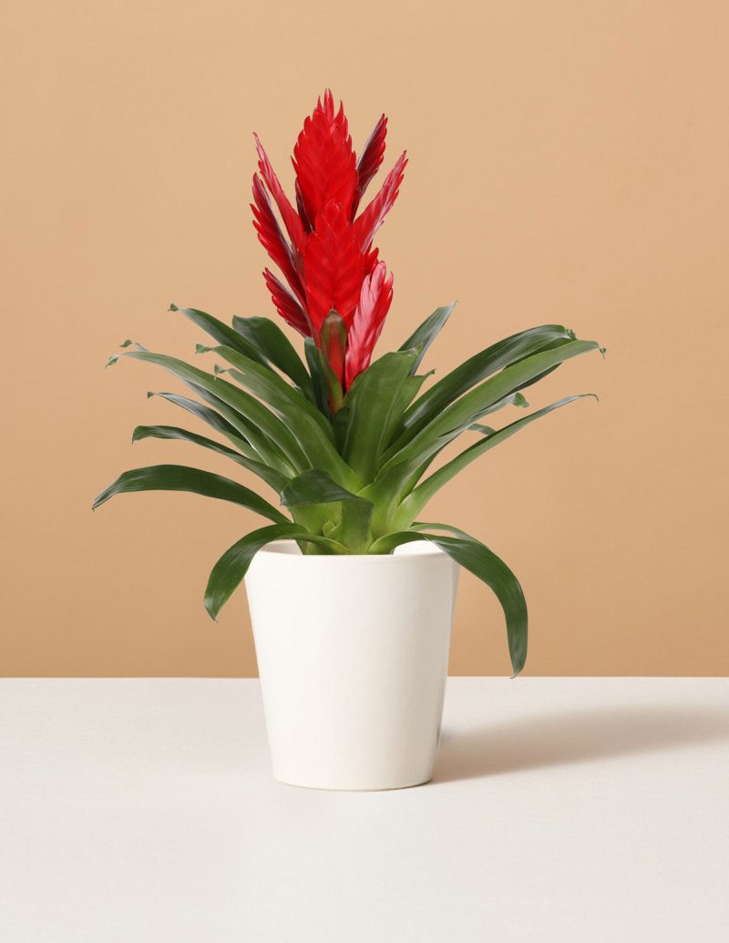 the sill bromeliad vriesea intenso red small marianne white variant